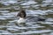 Female barrows goldeneye in a lake