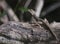 Female Basiliscus vittatus (Brown Basilisk) in Mexico