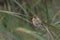 Female Baya Weaver Ploceus philippinus perched on tall grass.