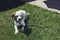 Female beagle laying on a green grass