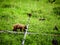 Female bear with cubs foraging of food at Yellowstone National Park