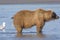 Female Bear Peeing in the Estuary