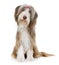 Female bearded collie