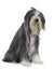 Female bearded collie