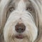 Female bearded collie