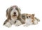 Female bearded collie and chihuahua