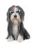 Female bearded collie and sunglasses