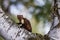 Female beech marten Martes foina, also known as the stone marten climbs the birch tree