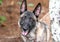 Female Belgian Malinois Shepherd Dog outside on leash