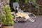 A female belgian shepherd in relaxation mode.