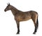 Female Belgian Warmblood, BWP, 4 years old, with mane braided with buttons