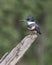 Female Belted Kingfisher