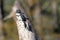 Female Belted Kingfisher in Chincoteague National Wildlife Refuge