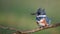 A Female Belted Kingfisher Portrait