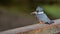 A Female Belted Kingfisher Portrait