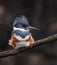A Female Belted Kingfisher Portrait