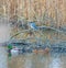 Female Belted Kingfisher with prey.Bombay Hook National Wildlife Refuge.Delaware.USA