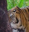 A Female Bengal Tiger looks at the camera from behind a tree