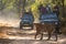 Female Bengal Tiger marking his territory.Image taken during a safari at Bandhavgarh national park in state of Madhya Pradesh