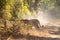 Female Bengal Tiger marking his territory.Image taken during a safari at Bandhavgarh national park in state of Madhya Pradesh