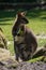 Female of Bennett Wallaby in a daylight