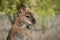 Female of Bennett Wallaby in a daylight