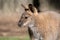 Female of Bennett Wallaby in a daylight