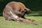 Female of Bennett Wallaby in a daylight