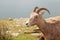 Female Big Horn Sheep at a lake