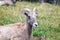 Female Bighorn Sheep