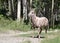 Female bighorn sheep in forest -