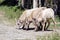 Female bighorn sheep in forest -