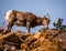 Female Bighorn Sheep Gazing