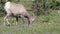 Female bighorn sheep grazing at mt washburn in yellowstone