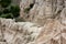 Female Bighorn Sheep and lamb Ovis canadensis in the Badlands National Park of South Dakota