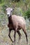 A female bighorn sheep with only one horn