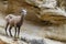 Female Bighorn Sheep standing on a cliff