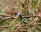 Female bird arundinicola leucocephala male on branch of tree