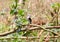 Female bird arundinicola leucocephala male on branch of tree