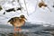 Female bird of wild duck mallard stands on ice in sunshine, snowy river bank in background