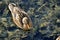 Female bird of wild duck mallard swims in the water in sunshine, above view