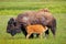 Female bison with a calf nursing, Yellowstone National Park, Wyo