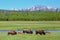 Female bison with calves grazing in Yellowstone National Park, Wyoming