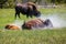 Female bison taking a dust bath with a calf nearby, Yellowstone National Park, Wyoming