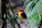 Female Black-backed Kingfisher (Ceyx erithacus)