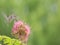 Female black chinned hummingbird visits mimosa flower