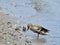 Female Black Duck Tending to Two Ducklings