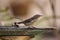 Female Black-faced Dacnis bird Dacnis lineata