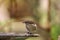 Female Black-faced Dacnis bird Dacnis lineata