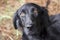Female Black Flat Coat Retriever dog portrait close up
